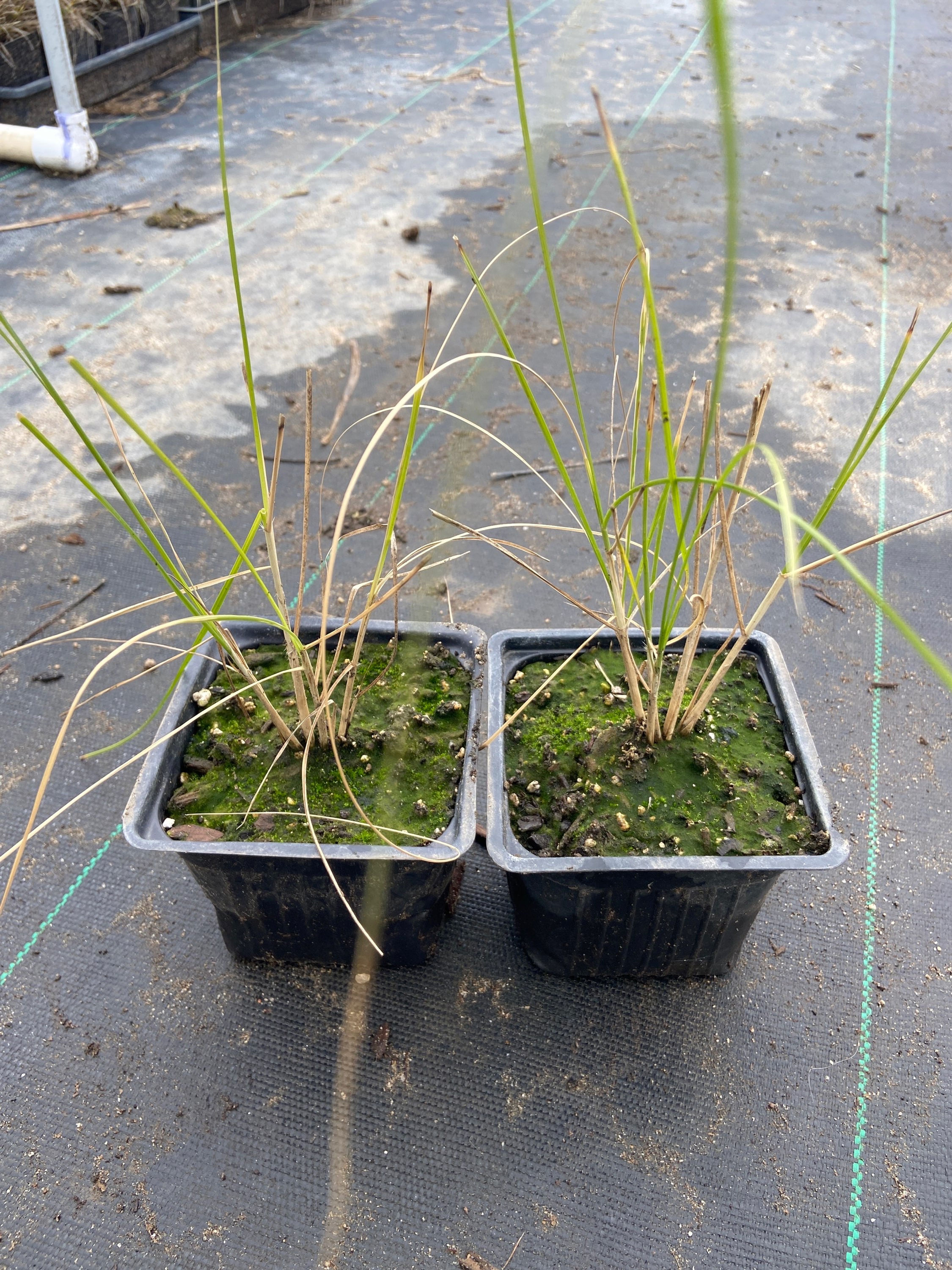 Sterile Green Fountain Grass (Hierba de Fuente Verde Estéril)
