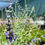 Thumbnail: Russian Sage (Salvia Rusa)