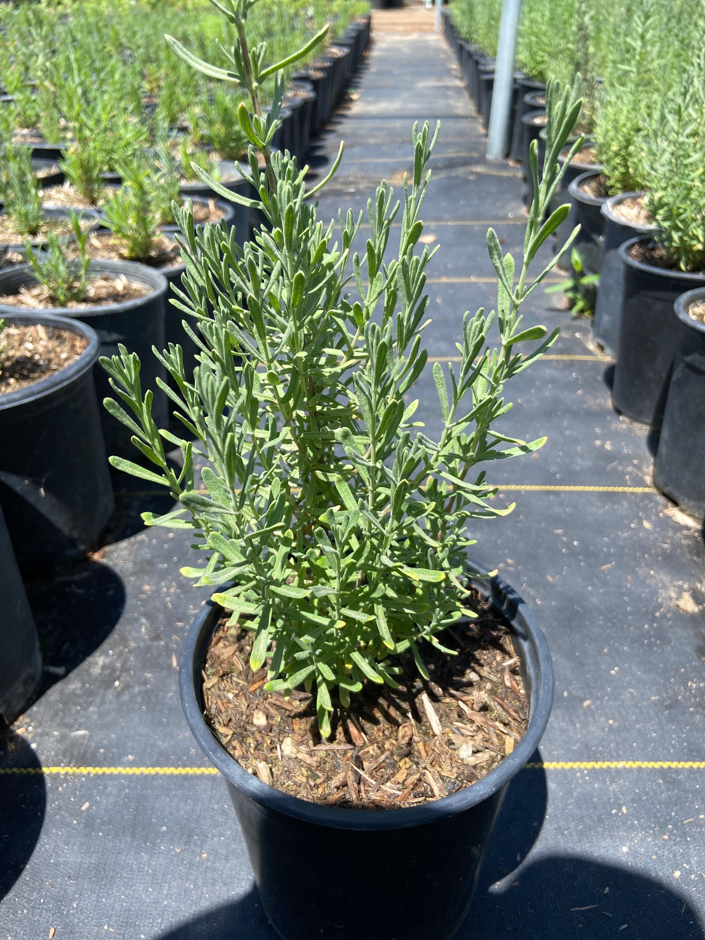 Vera English Lavender (Lavanda Inglesa Vera)