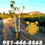 Thumbnail: Kadota Fig Tree