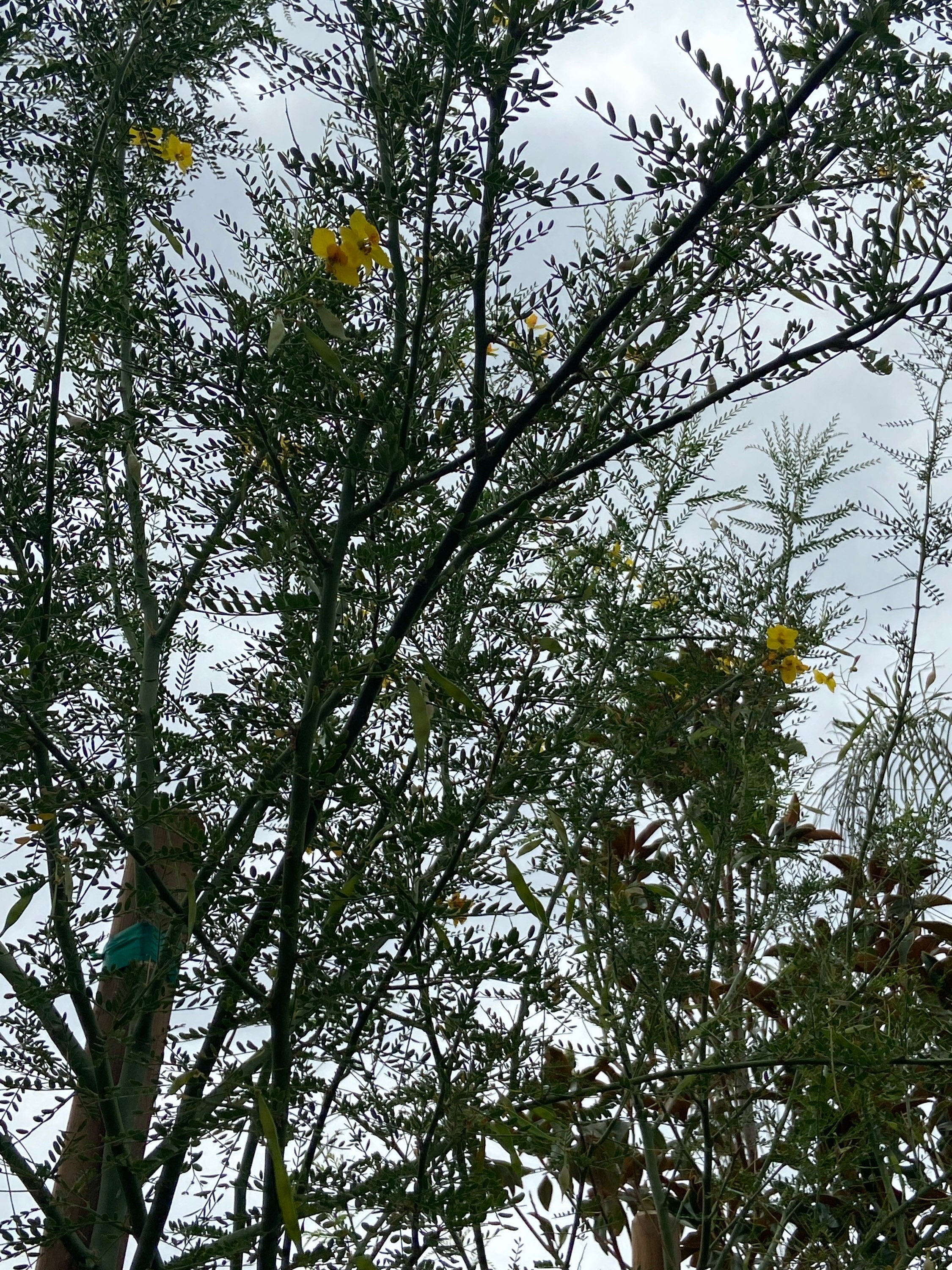 Single-Trunk Desert Museum Palo Verde