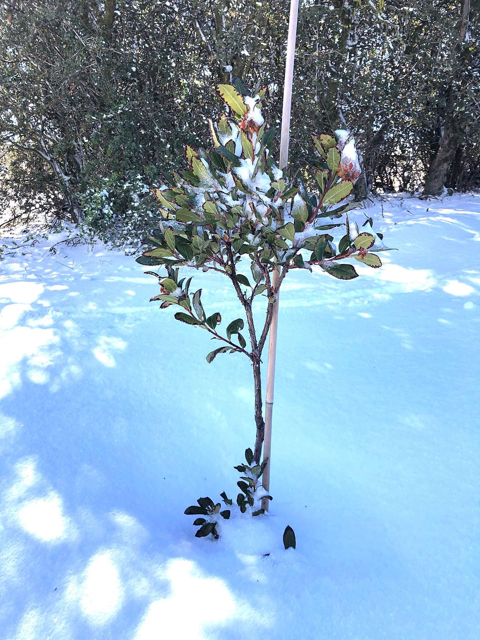 Thumbnail: Dwarf Strawberry Tree (Madroño Enano)