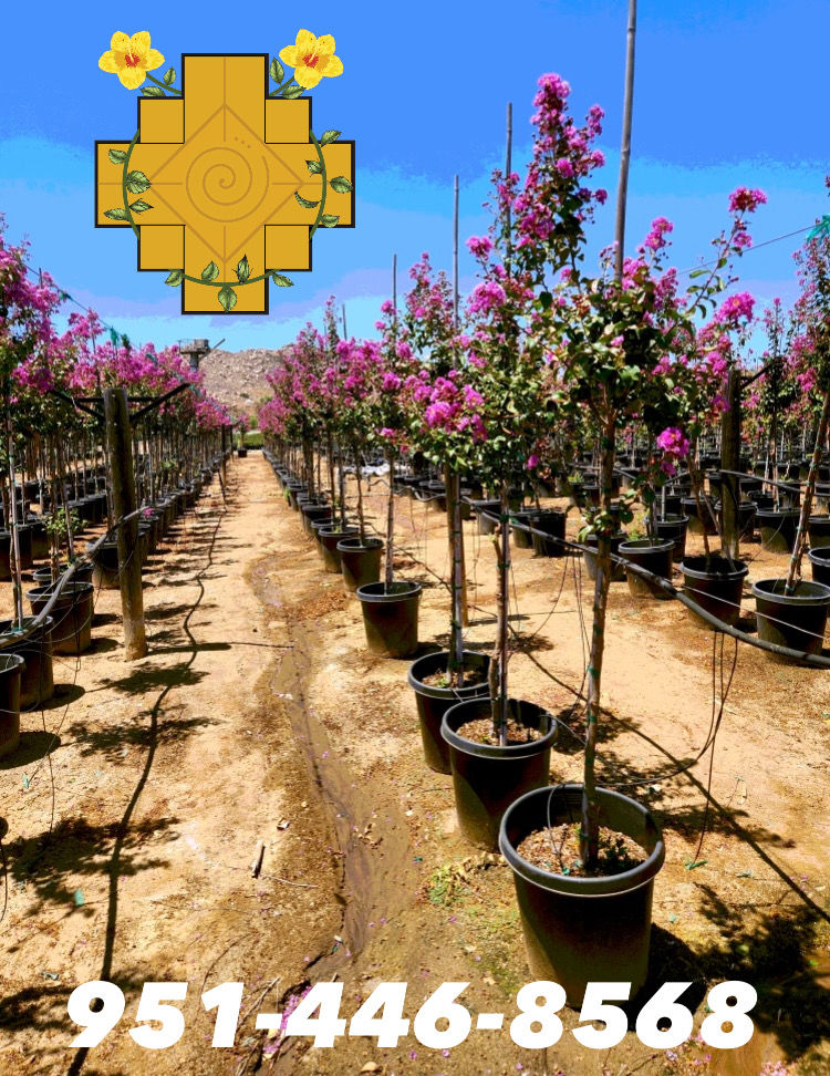 Thumbnail: Purple Zuni Crepe Myrtle (Crespón Morado)