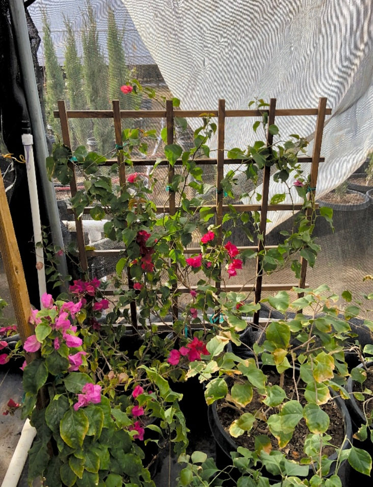 Thumbnail: Bougainvillea La Jolla