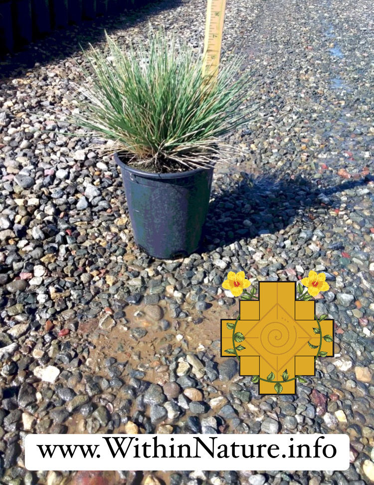 Miniatura: Atlas Fescue (Festuca del Atlas)