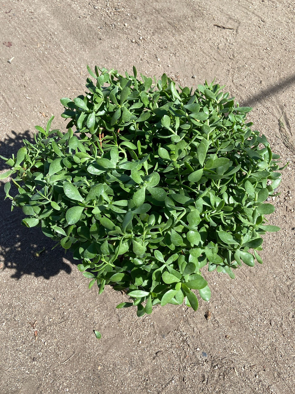 Miniatura: Tree Stonecrop