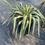 Thumbnail: Variegated Spanish Dagger (Daga Española Abigarrada)