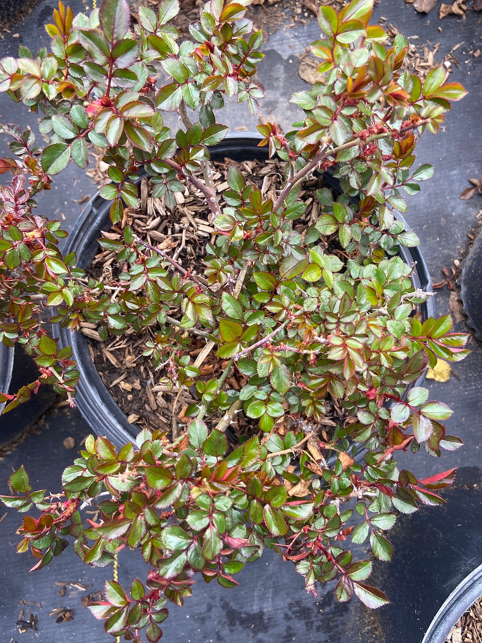 Thumbnail: Creeping Red Groundcover Rose (Cobertura del Suelo Rosa Roja Floribunda)