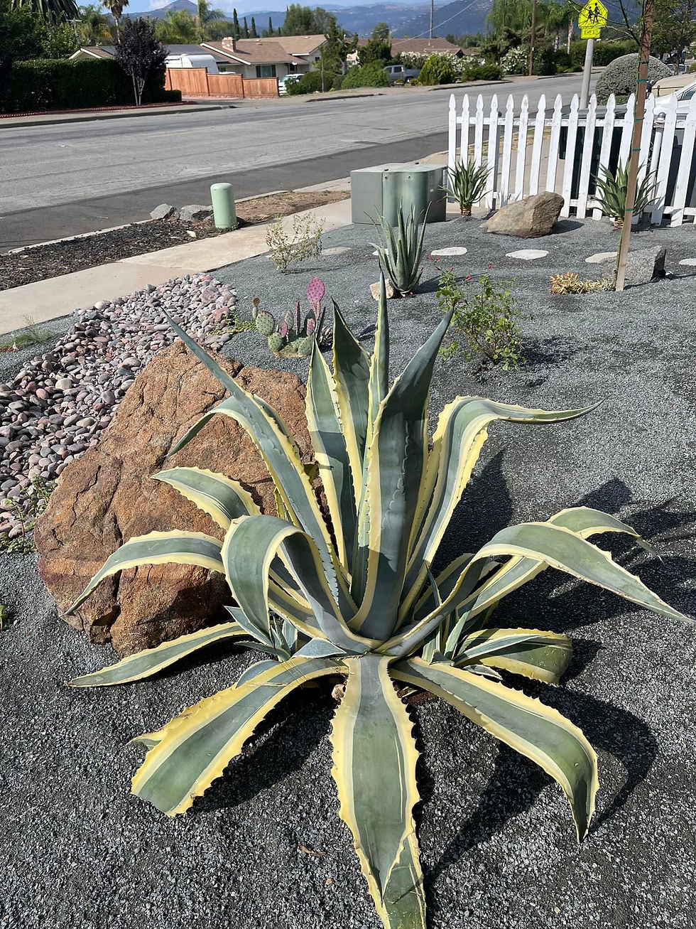 Thumbnail: Variegated American Agave