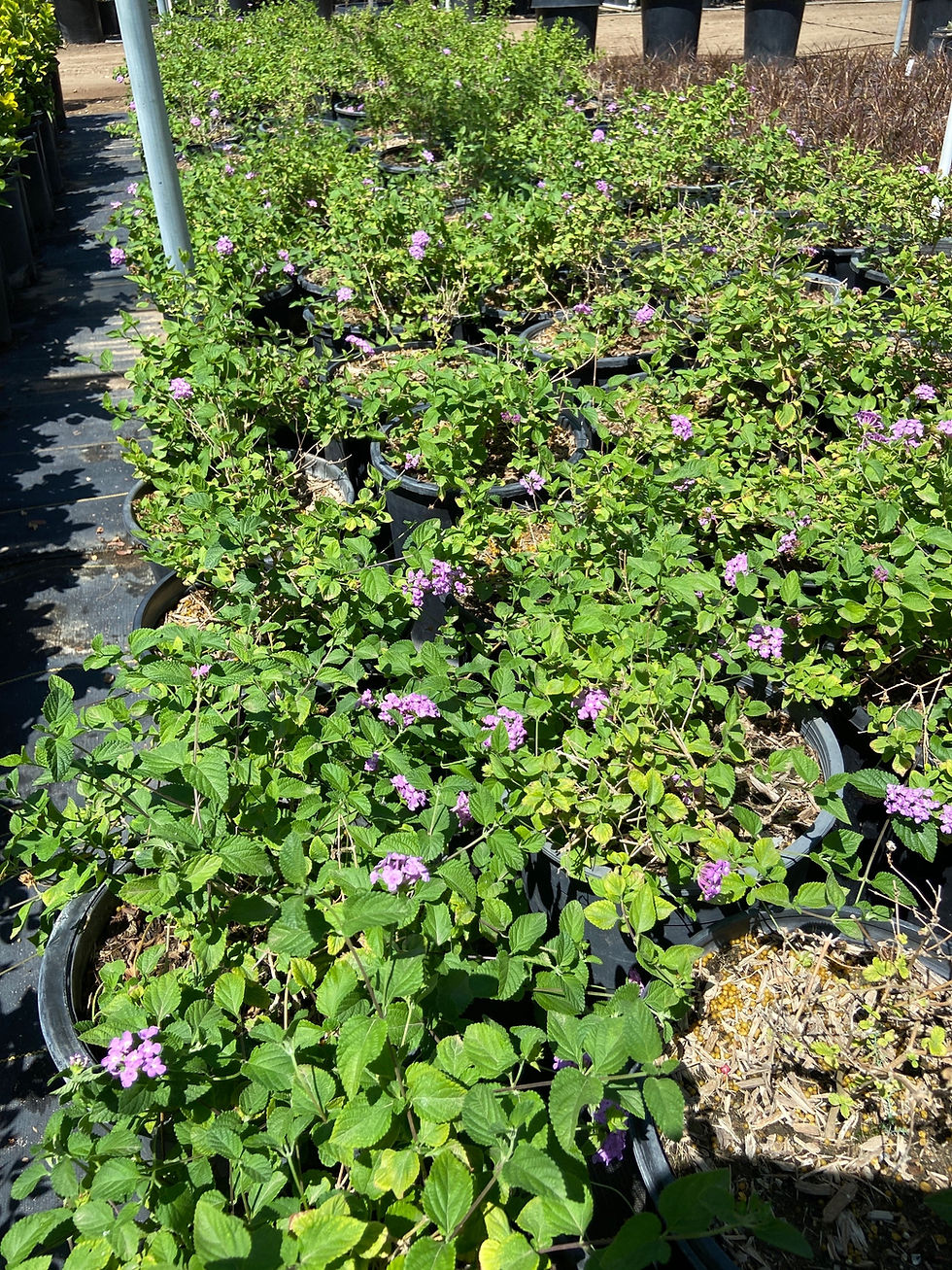 Miniatura: Purple Trailing Lantana (Lantana Rastrera Morada)