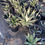 Thumbnail: Coastal Agave