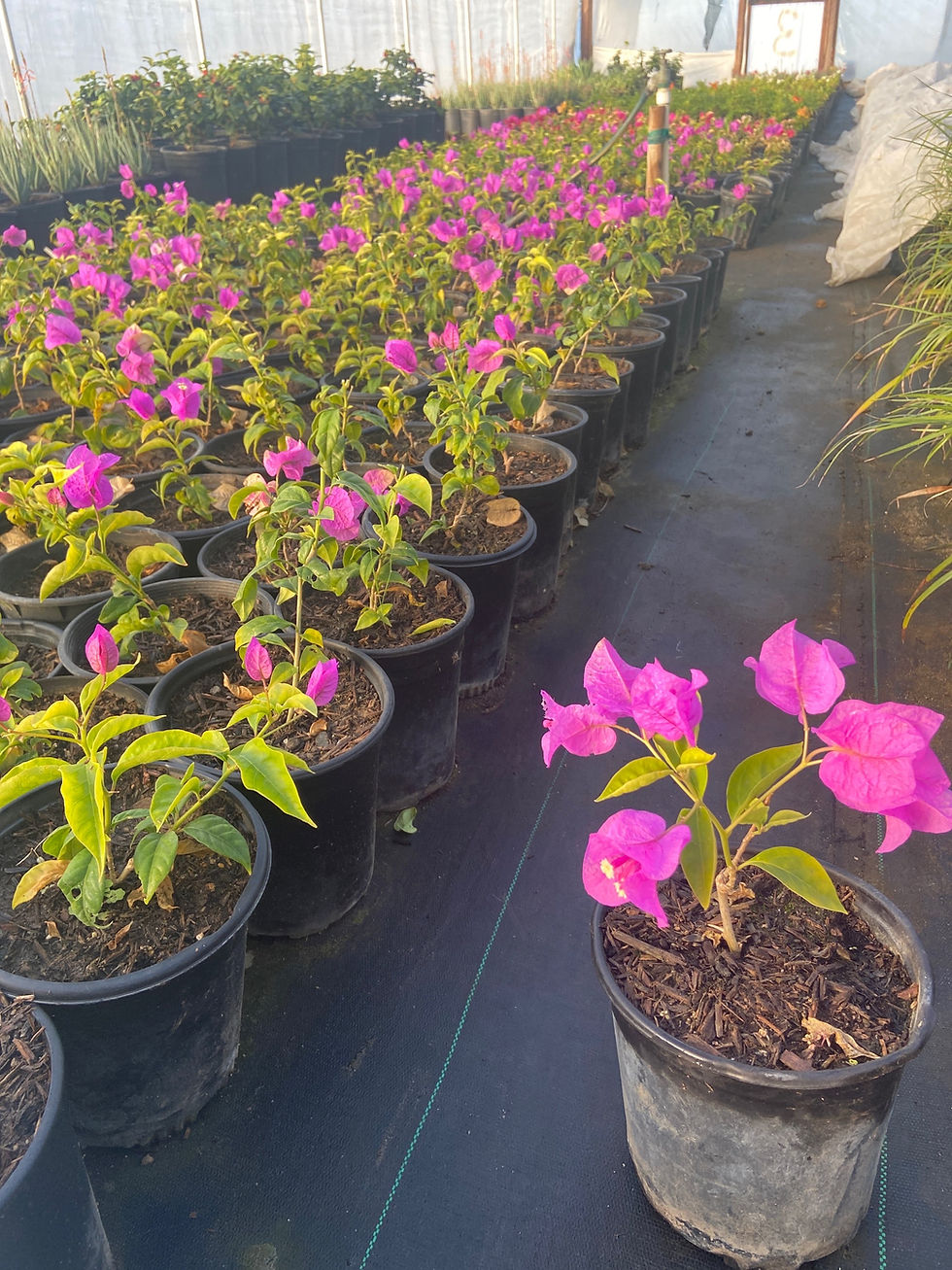 Miniatura: Purple Bougainvillea