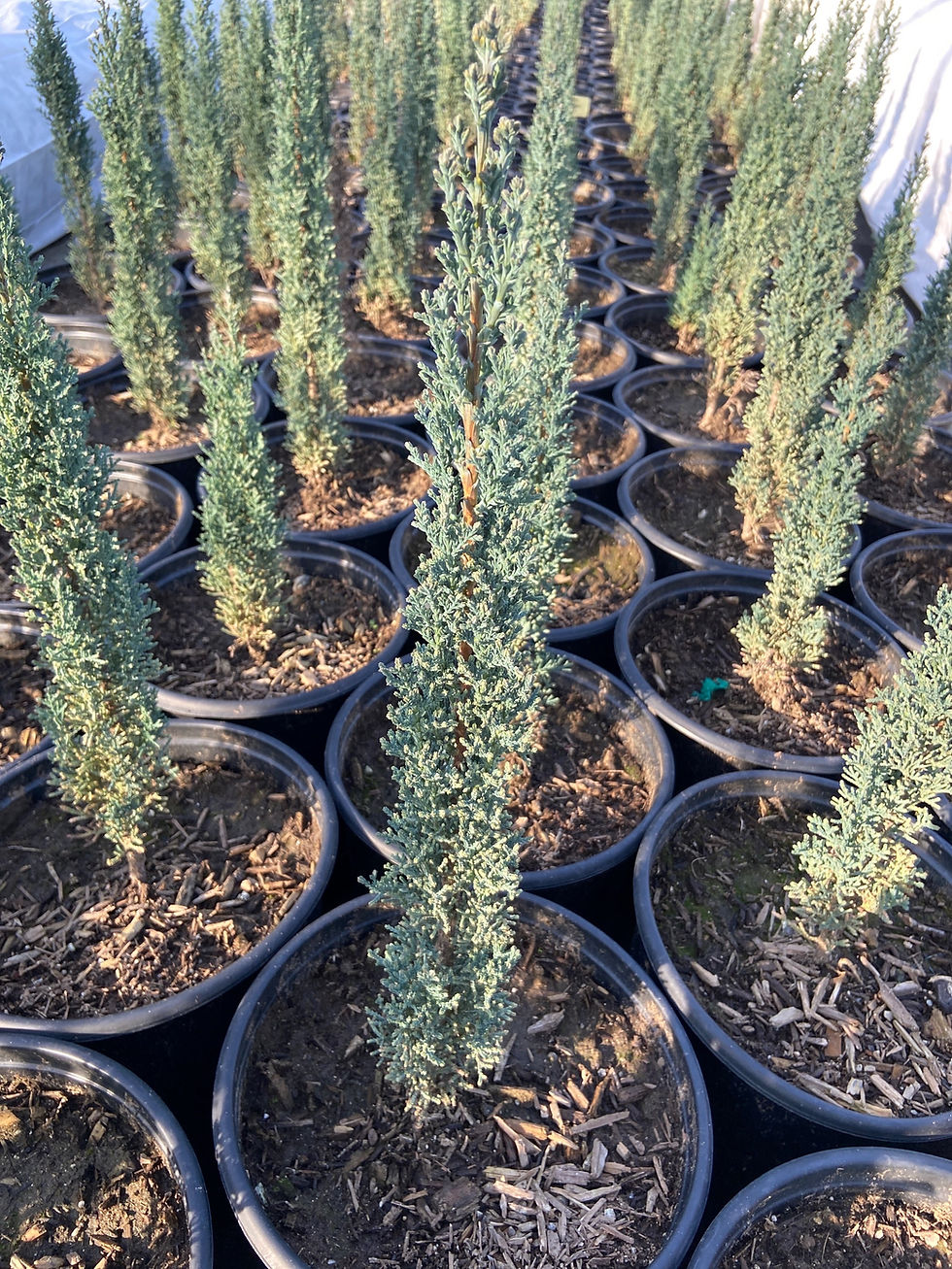 Thumbnail: Dwarf Italian Cypress