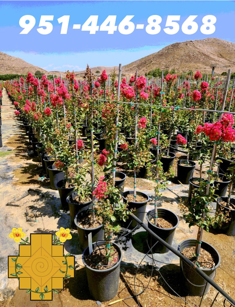 Thumbnail: Pink Tuscarora Crepe Myrtle (Crespón Rosa Fuerte)