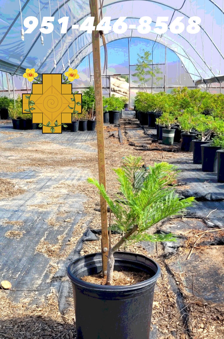 Thumbnail: Bonsai Blue Jacaranda Tree P26574