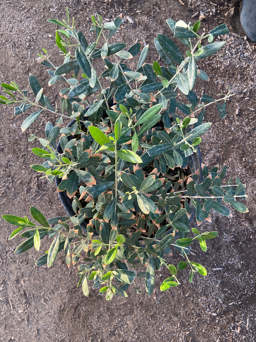 Thumbnail: Dwarf Fruitless Olive (Olivo Enano Sin Fruta)