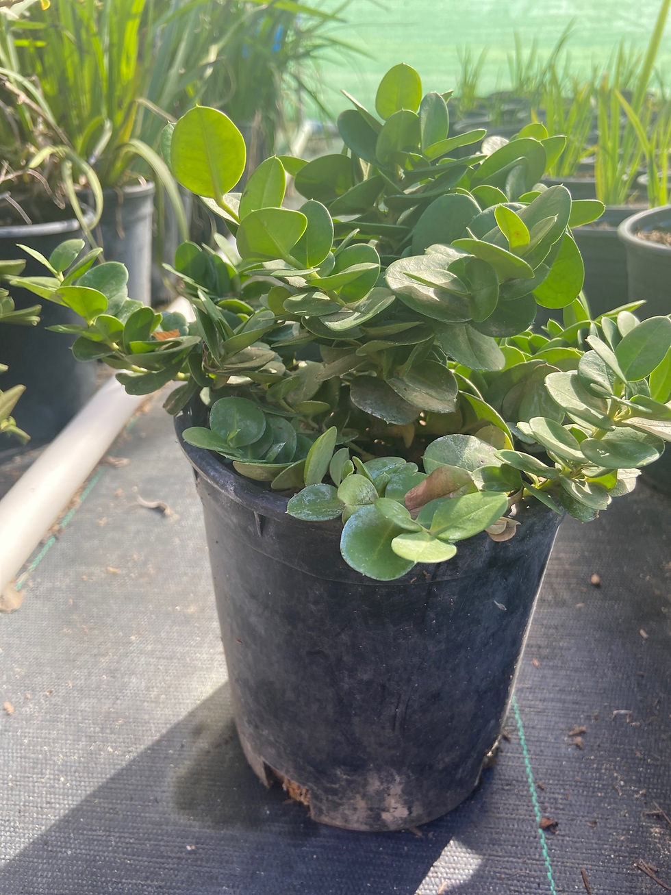 Miniatura: Boxwood Beauty Dwarf Natal Plum