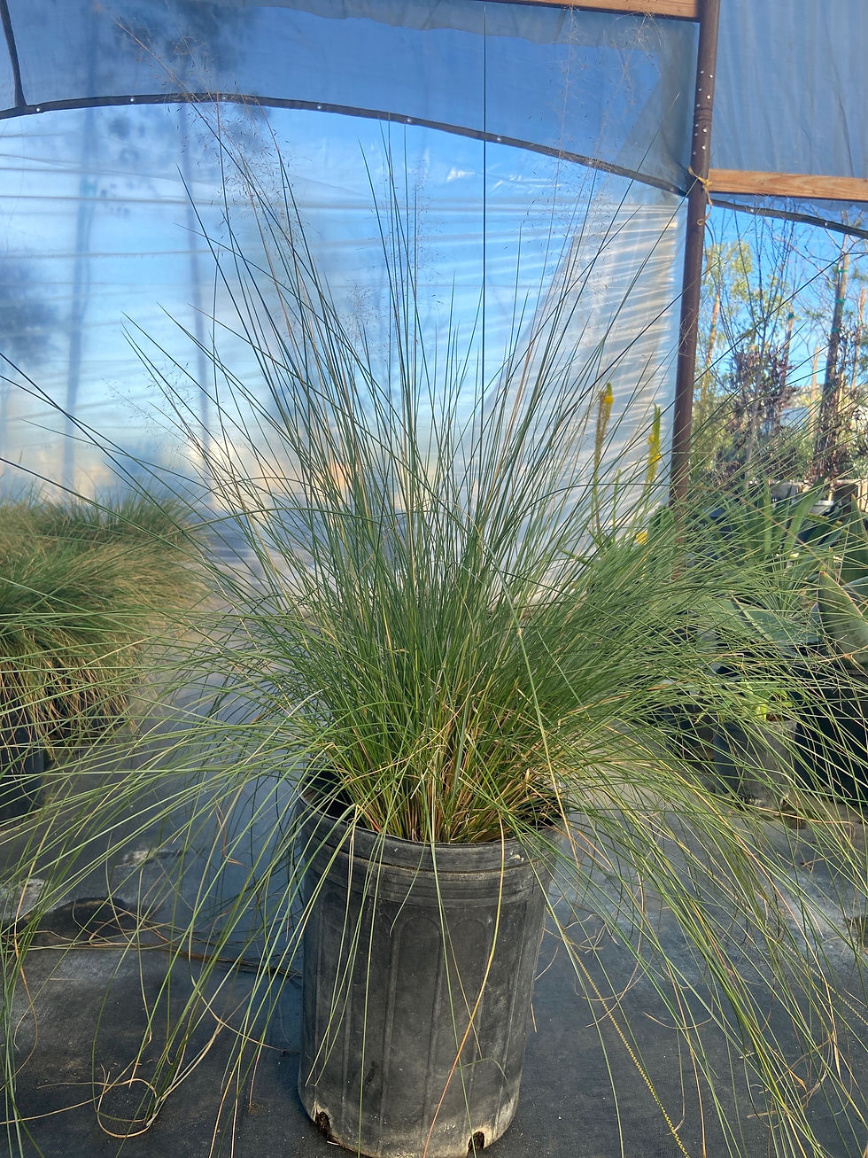 Miniatura: Pink-hair Grass (Hierba de Pelo Rosado)