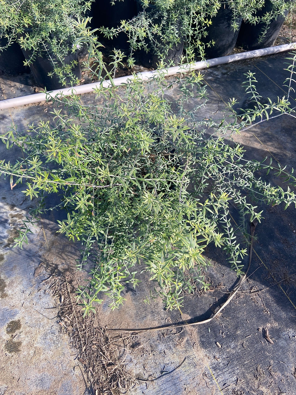Miniatura: Wynyabbie Highlight Coast Rosemary (Romero Costal Destacado de Wynyabbie)