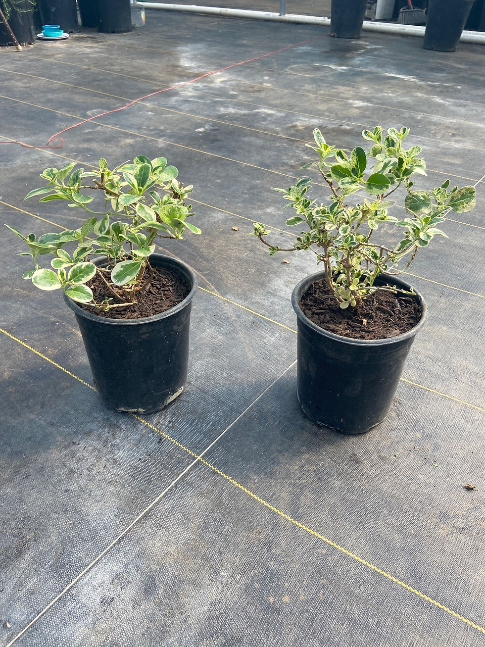 Miniatura: Dwarf Variegated Mirror Plant
