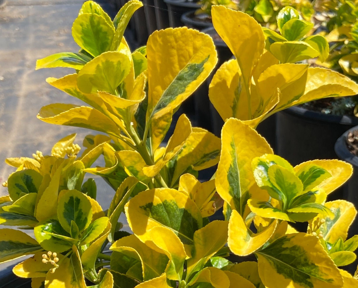 Golden Japanese Euonymus (Botenero Japonés Dorado)