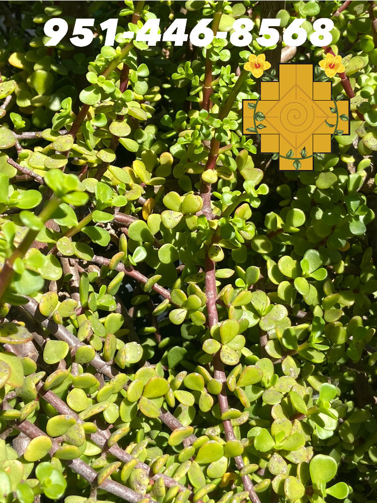 Miniatura: Elephant Bush