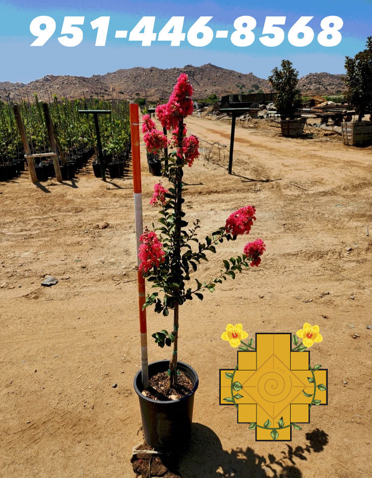 Thumbnail: Pink Tuscarora Crepe Myrtle (Crespón Rosa Fuerte)