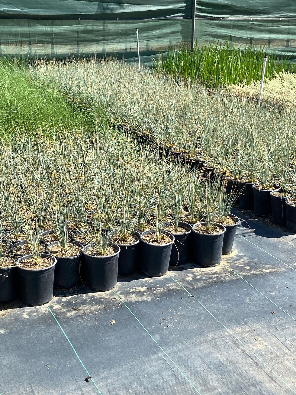 Miniatura: Blue Oat Grass (Hierba de Avena Azul)