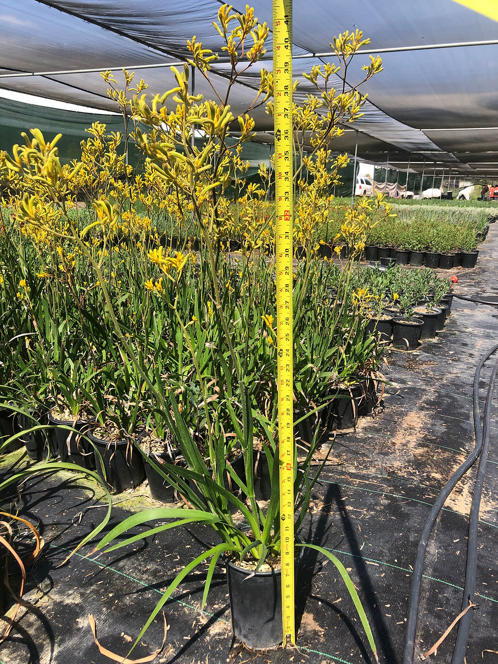 Miniatura: Bush Gold Kangaroo Paw (Pata De Canguro Amarilla)
