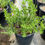 Thumbnail: Green Cloud Texas Sage (Salvia de Texas Nube Verde)