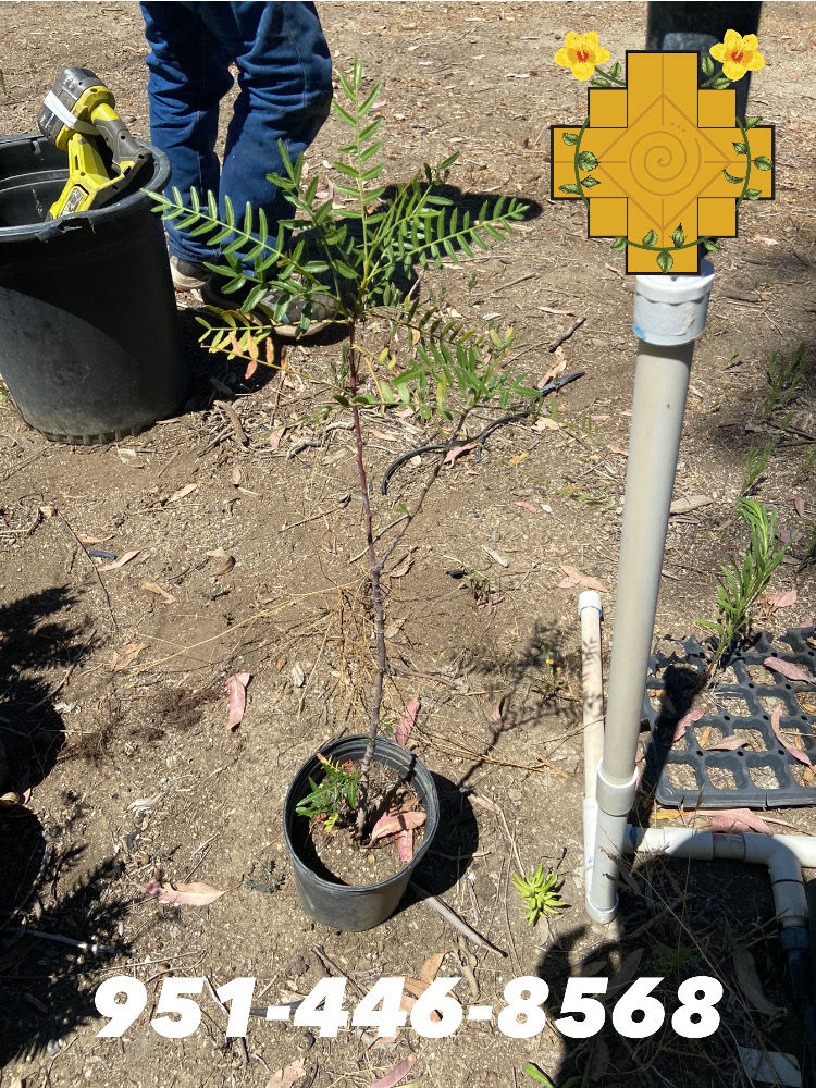 Thumbnail: California Pepper Tree (Pirul Falsa)