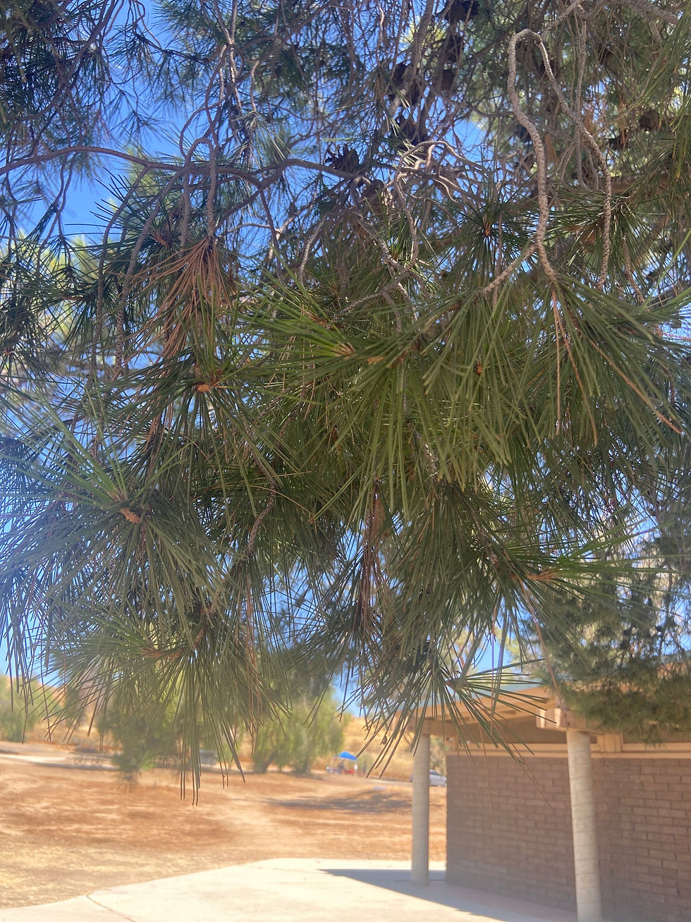 Thumbnail: Turkish Pine (Pino Turco)