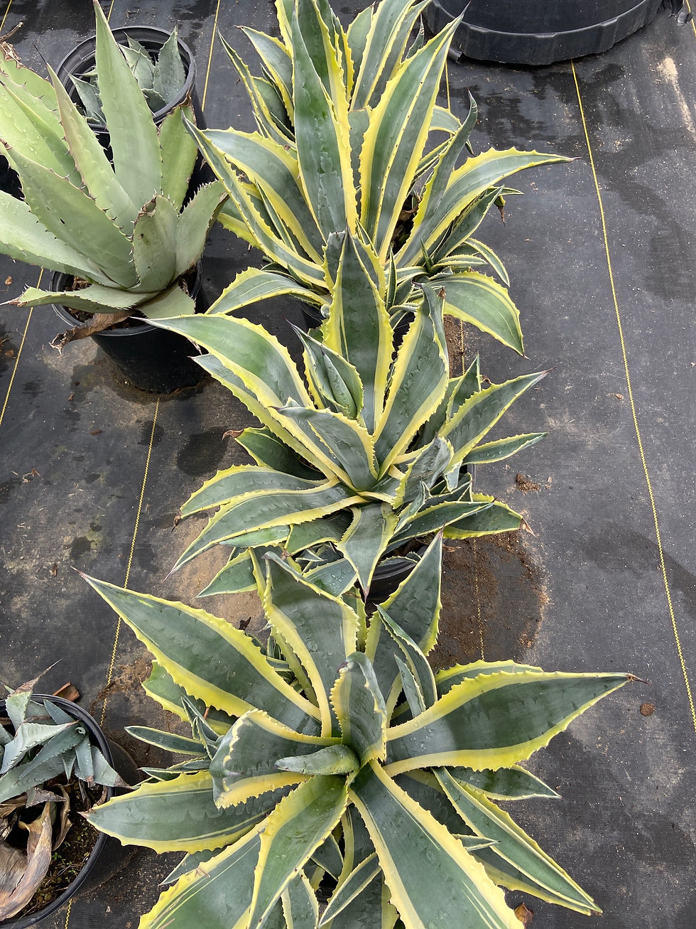 Thumbnail: Variegated American Agave