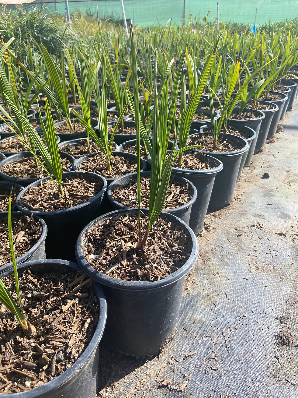 Miniatura: Mediterranean Fan Palm (Palmitera)
