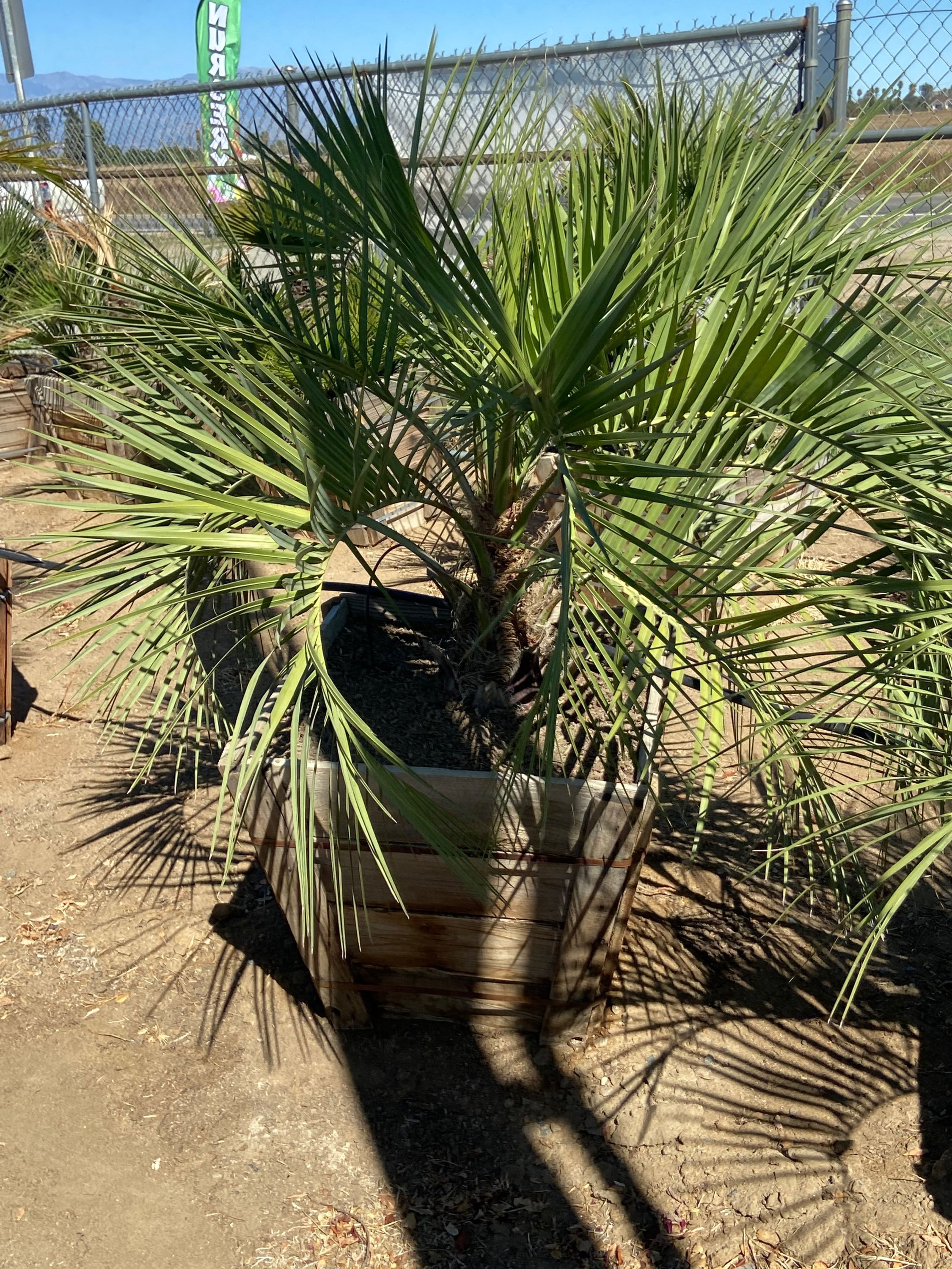 Pindo Palm
