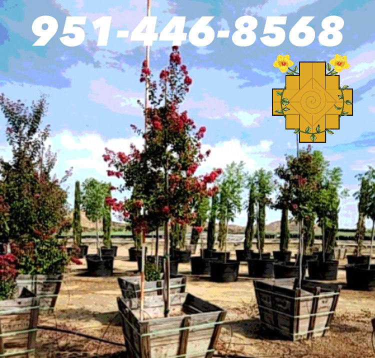 Thumbnail: Dynamite Red Crepe Myrtle (Crespón Rojo)