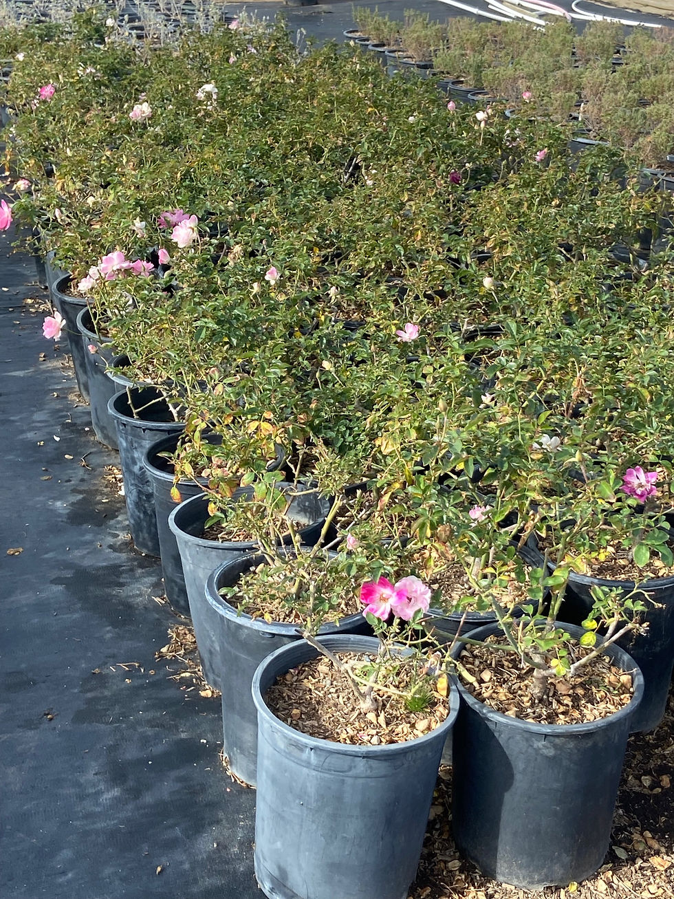 Thumbnail: Brilliant Pink Iceberg Floribunda Rose (Rosa Iceberg Floribunda Brillante Rosa)