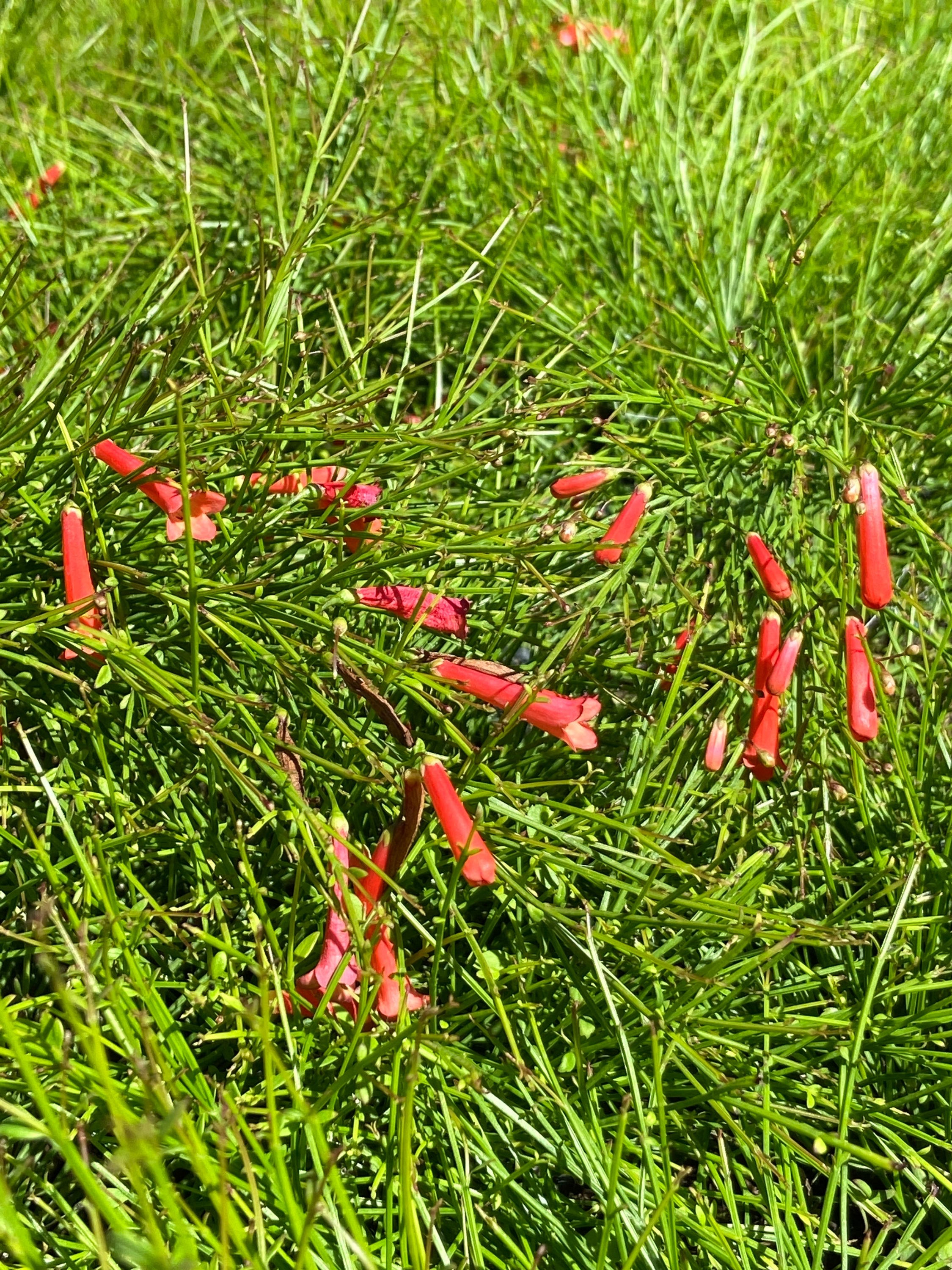 Coral Fountain Bush (Arbusto de Fuente de Coral)