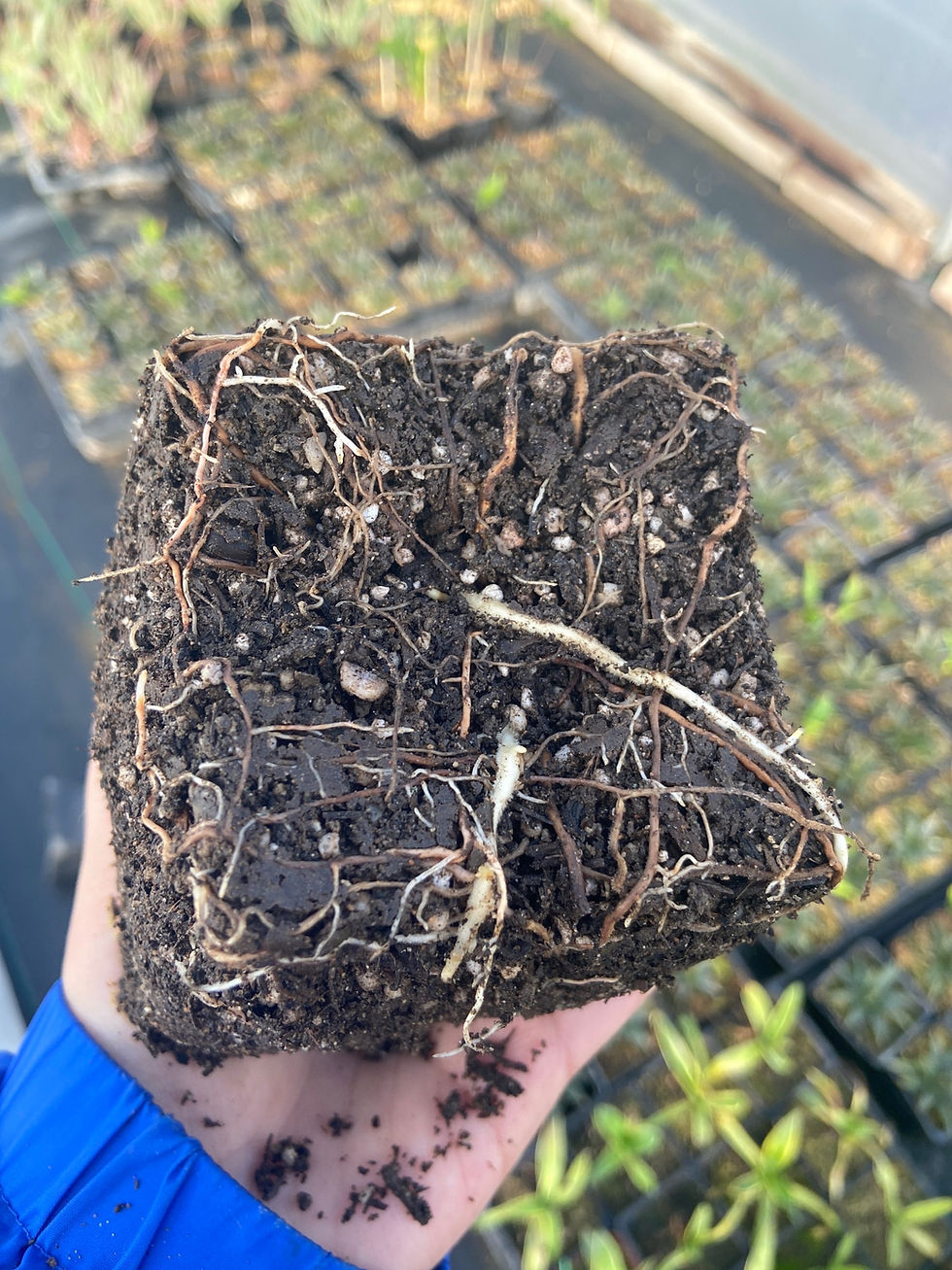 Thumbnail: Queen Victoria Agave