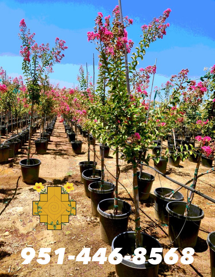 Thumbnail: Pink Tuscarora Crepe Myrtle (Crespón Rosa Fuerte)