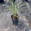 Miniatura: Variegated Pampas Grass (Carrizo de la Pampa Abigarrada)