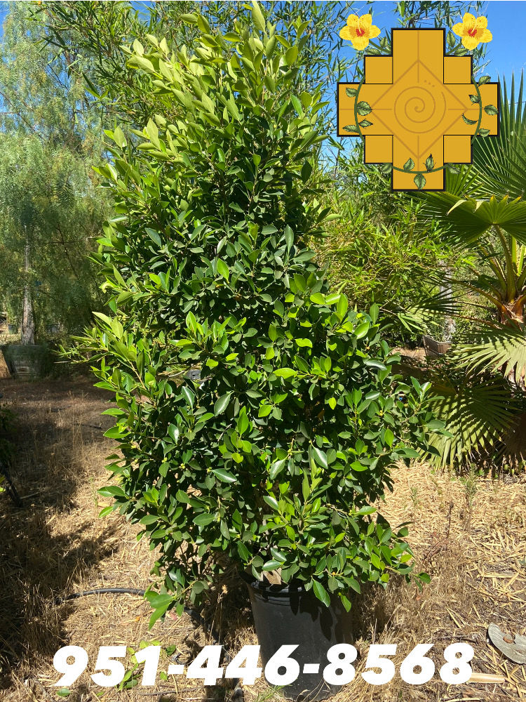 Indian Laurel Fig (Higo de Laurel Indio)