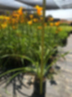 Thumbnail: Aztec Gold Daylily (Azucena Plata Azteca)