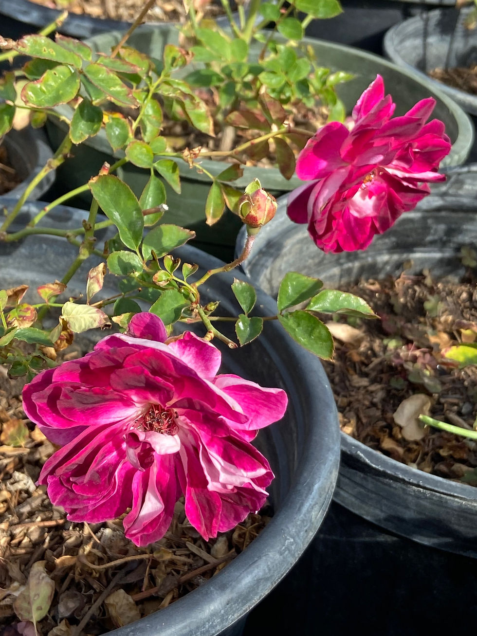 Miniatura: Purple Iceberg Floribunda Rose (Iceberg Morada Floribunda Rosa)