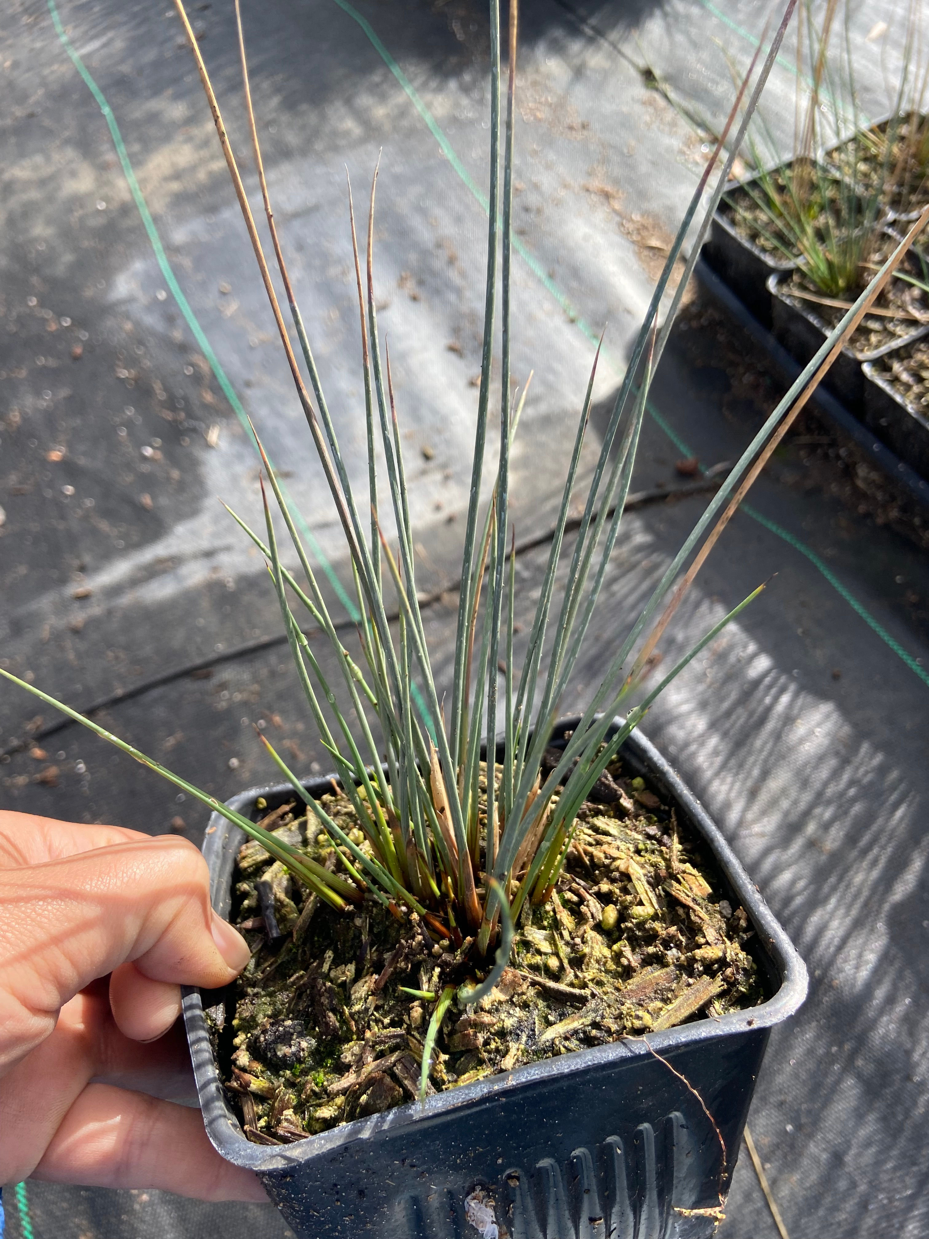 California Grey Rush (Junco Gris de California)