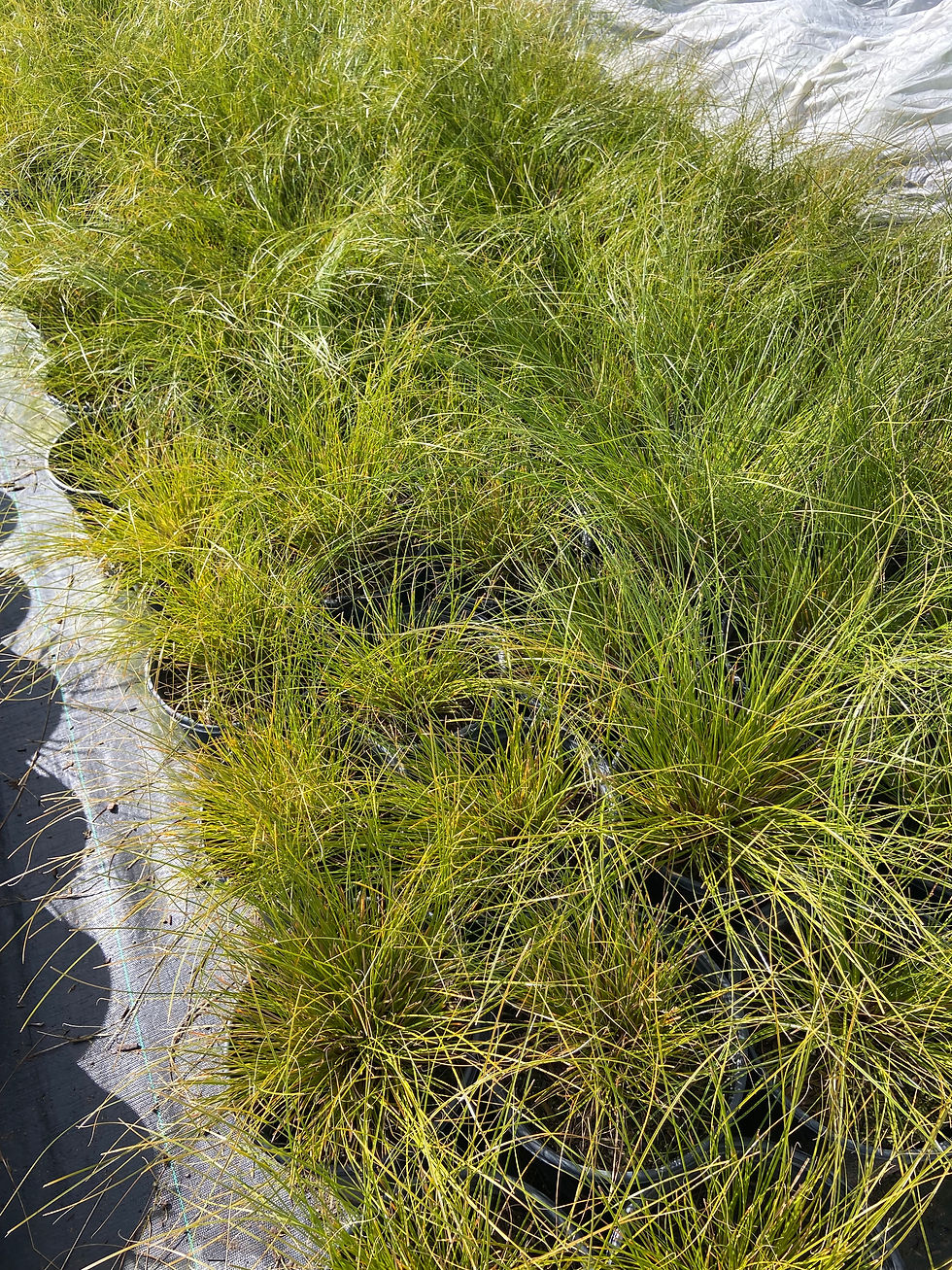 Miniatura: New Zealand Orange Sedge