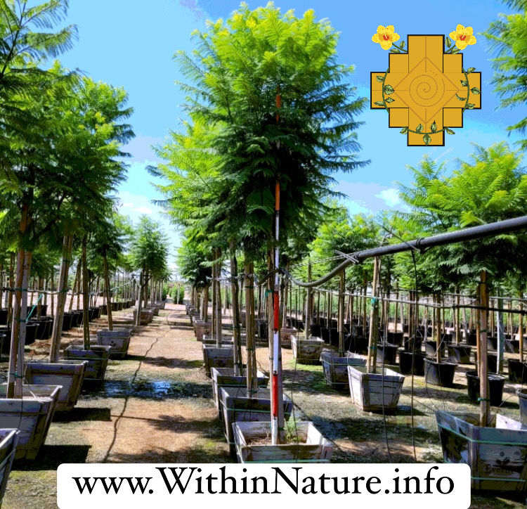 Thumbnail: Jacaranda Tree