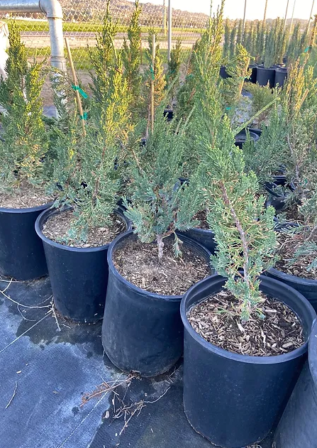 Miniatura: Himalayan Cypress