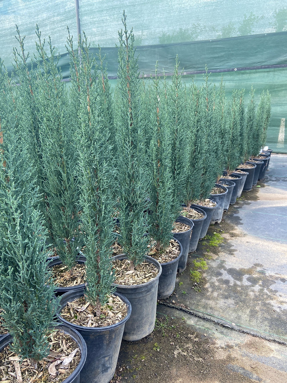Thumbnail: Dwarf Italian Cypress
