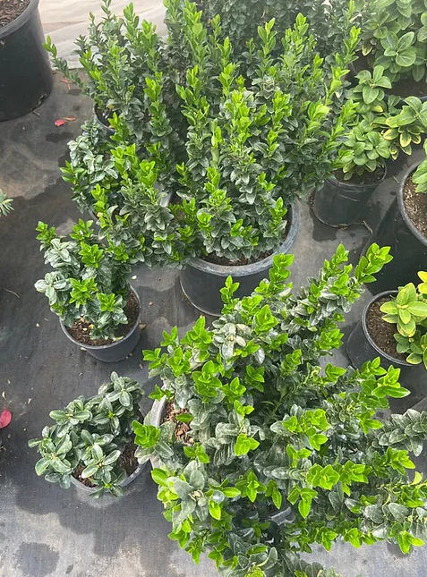 Miniatura: Green Spire Japanese Euonymus (Bonetero Japonés de Aguja Verde)